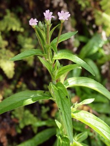"epilobium parviflorum"