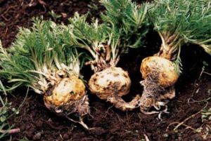 Maca recién extraída