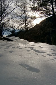 SEMILLAS DEL TIEMPO F (2)