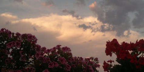 composició floral
