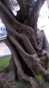 surrealismo sobre madera de olivos (2)