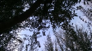 surrealismo sobre madera de olivos