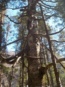 camí del circ de Cotatuero