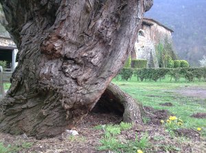 la garrotxa volcànica (Girona) (3)