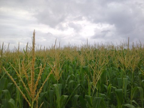 atardecer en cantabria (8)