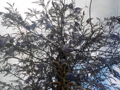 arbre liles central 2