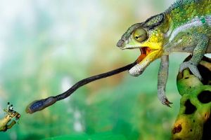 camaleon lengua